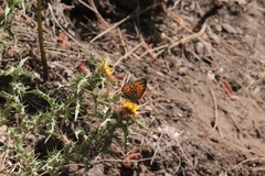 Argynnis elisa