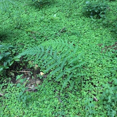 Pseudophegopteris subaurita