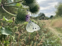Pieris napi