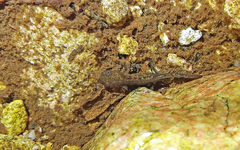 Salamandra corsica
