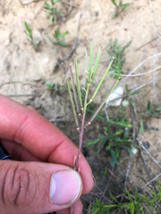 Erysimum inconspicuum