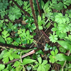 Pseudophegopteris subaurita