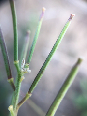 Erysimum inconspicuum