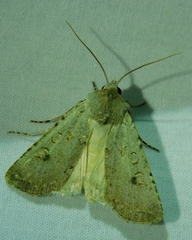 Agrotis vetusta