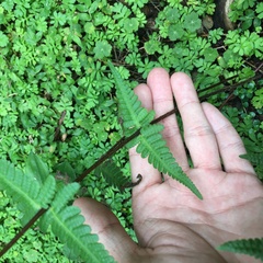 Pseudophegopteris subaurita