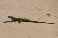 Phoenicolacerta laevis