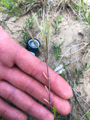 Erysimum inconspicuum