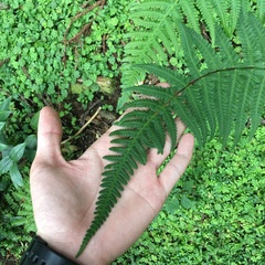 Pseudophegopteris subaurita