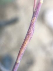 Erysimum inconspicuum