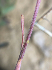 Erysimum inconspicuum