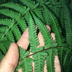 Pseudophegopteris subaurita