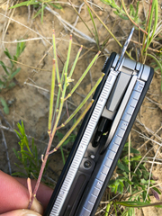 Erysimum inconspicuum