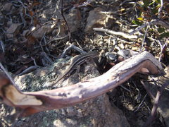 Sceloporus virgatus