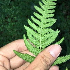 Pseudophegopteris subaurita