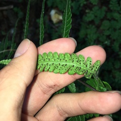 Pseudophegopteris subaurita