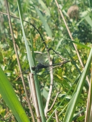 Erythrodiplax berenice
