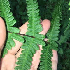 Pseudophegopteris subaurita