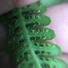 Pseudophegopteris subaurita