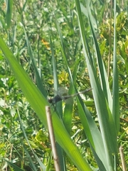Erythrodiplax berenice