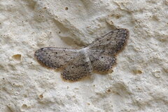 Idaea seriata