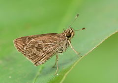 Callimormus corades
