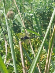 Erythrodiplax berenice