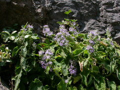 Campanula elatinoides