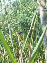 Erythrodiplax berenice