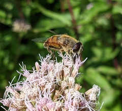 Eristalis tenax