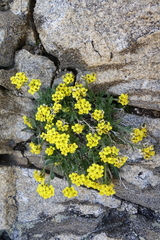 Draba grayana