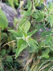 Urtica dioica