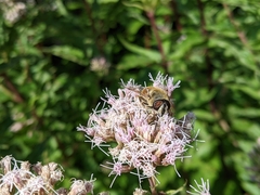 Eristalis tenax