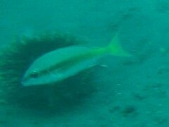 Scolopsis margaritifera