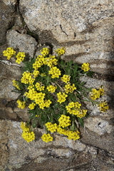 Draba grayana