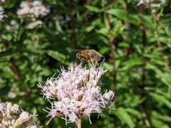 Eristalis tenax