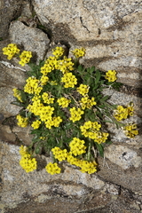Draba grayana