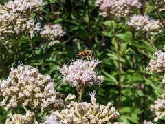 Eristalis tenax
