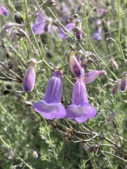 Penstemon amphorellae