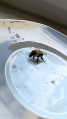 Bombus pascuorum