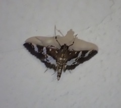Desmia ufeus