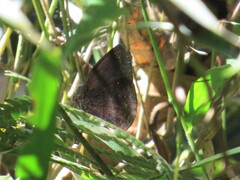 Forsterinaria quantius