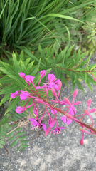 Chamaenerion angustifolium