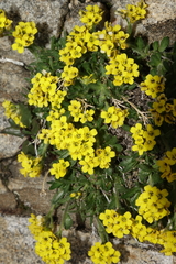 Draba grayana