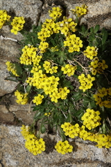 Draba grayana