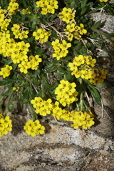 Draba grayana