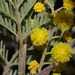 Acacia deanei - Photo (c) Reiner Richter,  זכויות יוצרים חלקיות (CC BY-NC-SA), uploaded by Reiner Richter