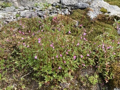 Epilobium alsinifolium