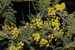 Acacia deanei