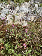 Epilobium alsinifolium