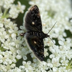 Heliothela